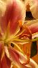 IMG_20150515_052755_925.jpg