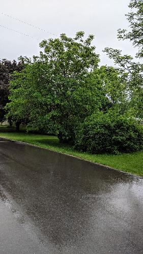 IMG_20190609_131556.jpg